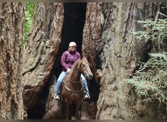 American Quarter Horse, Wallach, 13 Jahre, Dunkelfuchs