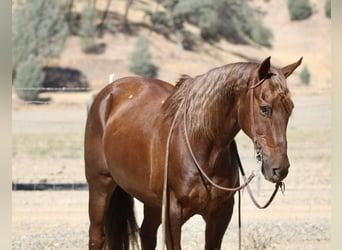 American Quarter Horse, Wallach, 13 Jahre, Dunkelfuchs