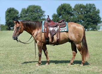 American Quarter Horse, Wallach, 13 Jahre, Falbe