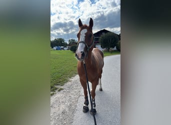 American Quarter Horse, Wallach, 13 Jahre