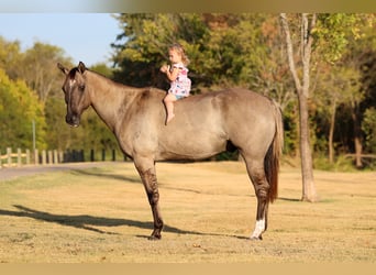 American Quarter Horse, Wallach, 13 Jahre, Grullo