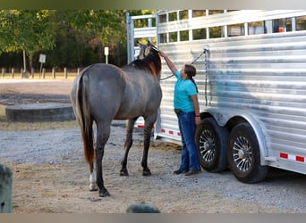 American Quarter Horse, Wallach, 13 Jahre, Grullo