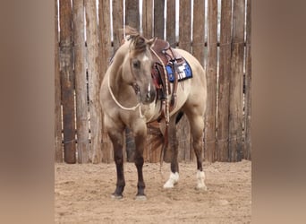 American Quarter Horse, Wallach, 13 Jahre, Grullo