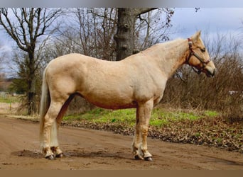 American Quarter Horse, Wallach, 13 Jahre, Palomino