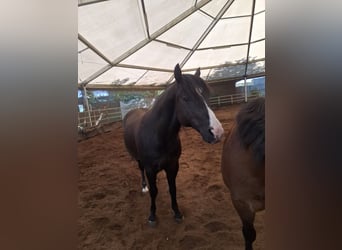 American Quarter Horse, Wallach, 13 Jahre, Rappe