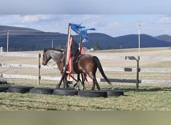 American Quarter Horse, Wallach, 13 Jahre, Roan-Bay