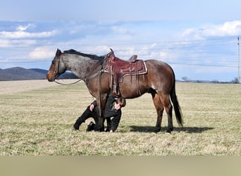 American Quarter Horse, Wallach, 13 Jahre, Roan-Bay