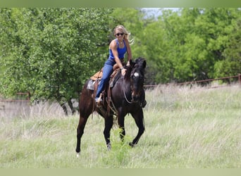American Quarter Horse, Wallach, 13 Jahre, Rotbrauner