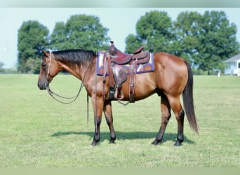 American Quarter Horse, Wallach, 13 Jahre, Rotbrauner