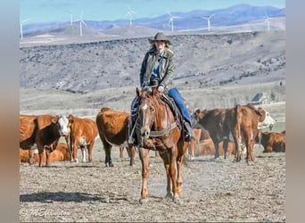 American Quarter Horse, Wallach, 13 Jahre, Rotfuchs