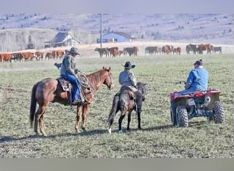 American Quarter Horse, Wallach, 13 Jahre, Rotfuchs
