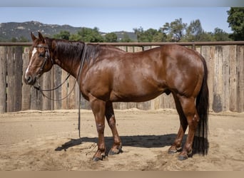 American Quarter Horse, Wallach, 13 Jahre, Rotfuchs