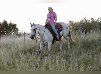 American Quarter Horse, Wallach, 13 Jahre, Schimmel