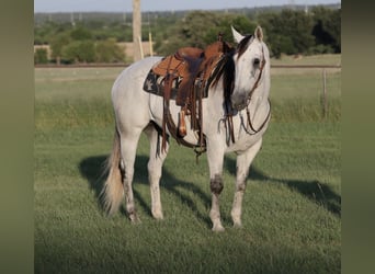 American Quarter Horse, Wallach, 13 Jahre, Schimmel