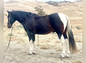 American Quarter Horse, Wallach, 13 Jahre, Tobiano-alle-Farben