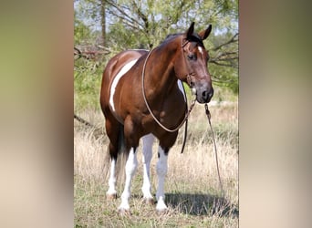 American Quarter Horse, Wallach, 13 Jahre, Tobiano-alle-Farben