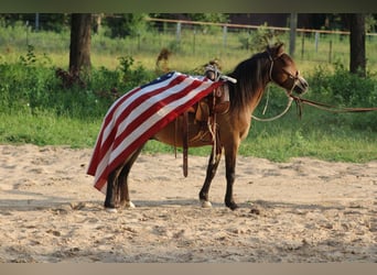American Quarter Horse, Wallach, 14 Jahre, 114 cm, Buckskin