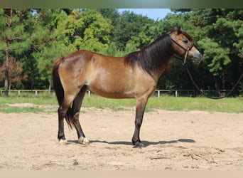 American Quarter Horse, Wallach, 14 Jahre, 114 cm, Buckskin