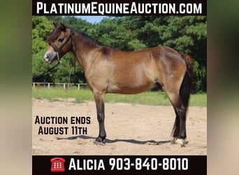 American Quarter Horse, Wallach, 14 Jahre, 114 cm, Buckskin