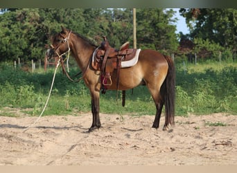 American Quarter Horse, Wallach, 14 Jahre, 114 cm, Buckskin