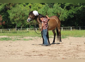 American Quarter Horse, Wallach, 14 Jahre, 114 cm, Buckskin