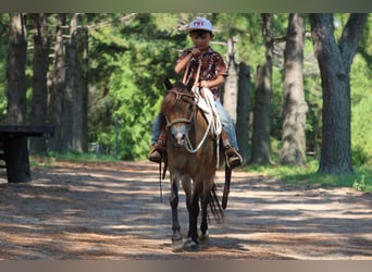 American Quarter Horse, Wallach, 14 Jahre, 114 cm, Buckskin