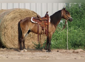 American Quarter Horse, Wallach, 14 Jahre, 114 cm, Buckskin