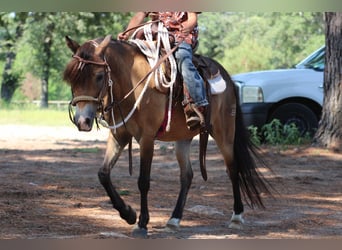 American Quarter Horse, Wallach, 14 Jahre, 114 cm, Buckskin
