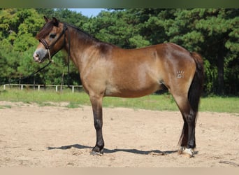 American Quarter Horse, Wallach, 14 Jahre, 114 cm, Buckskin
