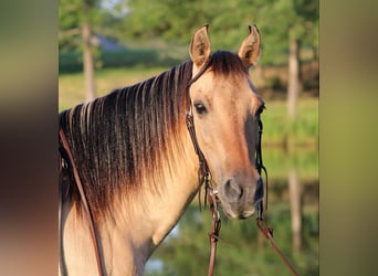 American Quarter Horse, Wallach, 14 Jahre, 140 cm, Buckskin