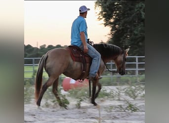 American Quarter Horse, Wallach, 14 Jahre, 140 cm, Buckskin
