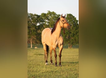 American Quarter Horse, Wallach, 14 Jahre, 140 cm, Buckskin