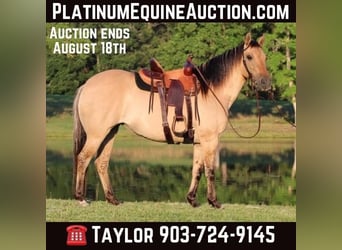 American Quarter Horse, Wallach, 14 Jahre, 140 cm, Buckskin