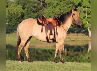 American Quarter Horse, Wallach, 14 Jahre, 140 cm, Buckskin