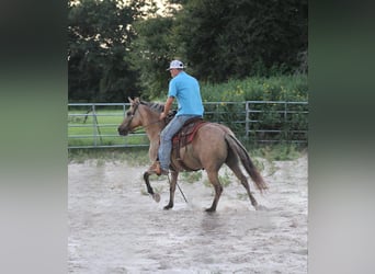 American Quarter Horse, Wallach, 14 Jahre, 140 cm, Buckskin