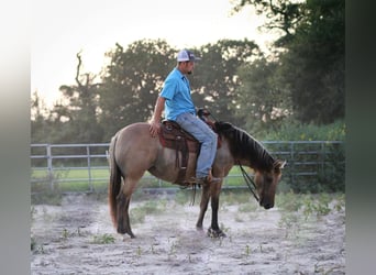 American Quarter Horse, Wallach, 14 Jahre, 140 cm, Buckskin