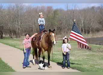 American Quarter Horse, Wallach, 14 Jahre, 142 cm, Buckskin