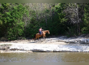 American Quarter Horse, Wallach, 14 Jahre, 142 cm, Buckskin