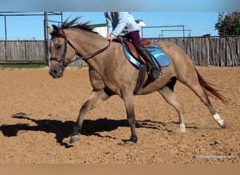 American Quarter Horse, Wallach, 14 Jahre, 142 cm, Buckskin