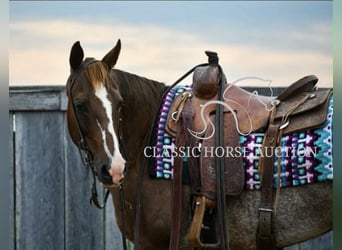 American Quarter Horse, Wallach, 14 Jahre, 142 cm, Dunkelfuchs
