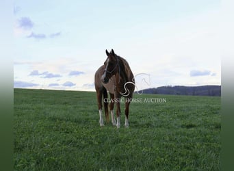 American Quarter Horse, Wallach, 14 Jahre, 142 cm, Dunkelfuchs