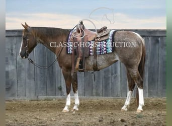 American Quarter Horse, Wallach, 14 Jahre, 142 cm, Dunkelfuchs