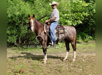 American Quarter Horse, Wallach, 14 Jahre, 142 cm, Dunkelfuchs