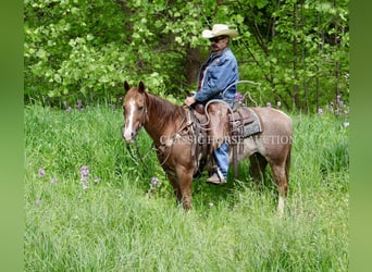 American Quarter Horse, Wallach, 14 Jahre, 142 cm, Dunkelfuchs