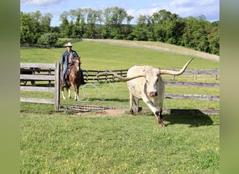 American Quarter Horse, Wallach, 14 Jahre, 142 cm, Dunkelfuchs