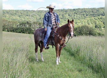 American Quarter Horse, Wallach, 14 Jahre, 142 cm, Dunkelfuchs