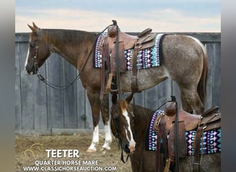 American Quarter Horse, Wallach, 14 Jahre, 142 cm, Dunkelfuchs