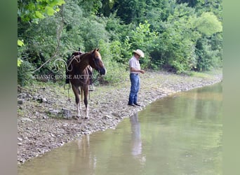 American Quarter Horse, Wallach, 14 Jahre, 142 cm, Dunkelfuchs