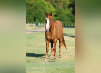 American Quarter Horse, Wallach, 14 Jahre, 142 cm, Falbe