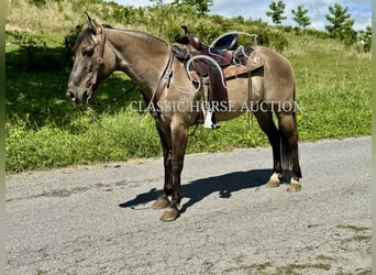 American Quarter Horse, Wallach, 14 Jahre, 142 cm, Grullo